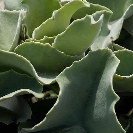 Casa Ulivo Agave Favignana At My Place Exterior foto