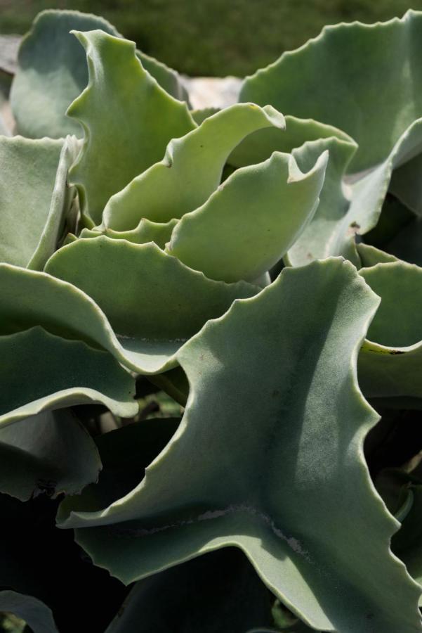 Casa Ulivo Agave Favignana At My Place Exterior foto